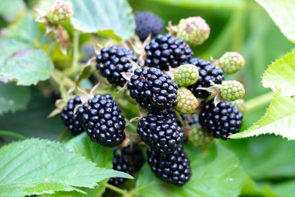 Cost of Blackberry Bush Removal in Kaysville