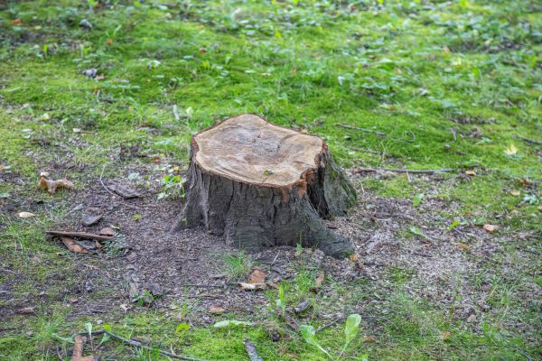 Cost of Bush Stump Removal in Kaysville