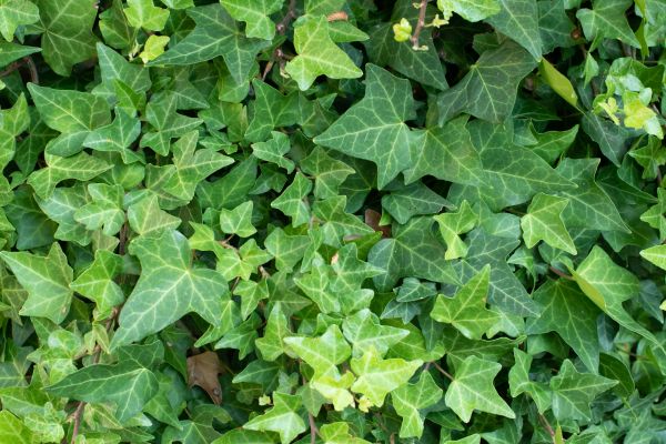 Cost of English Ivy Removal in Kaysville