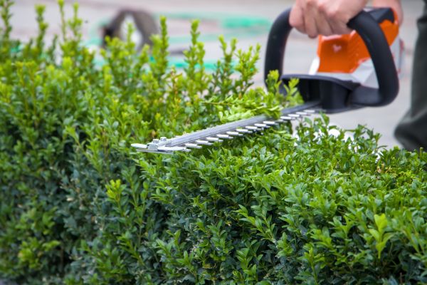 Cost of Hedge Pruning in Kaysville