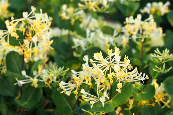 Cost of Honeysuckle Removal in Kaysville
