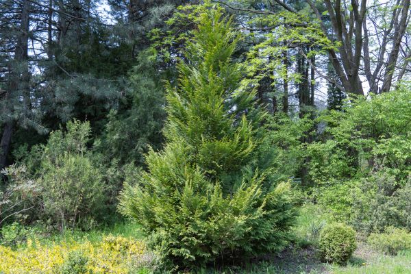 Cost of Juniper Pruning in Kaysville