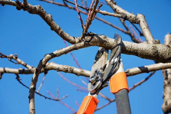 Cost of Pruning Service in Kaysville