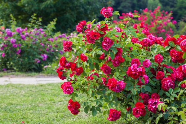 Cost of Rose Bush Pruning in Kaysville