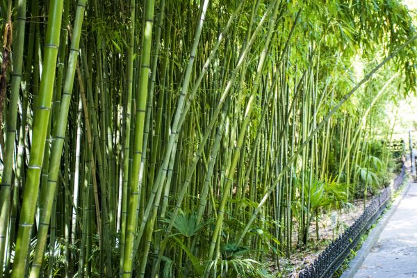 Cost of Bamboo Root Removal in Kaysville
