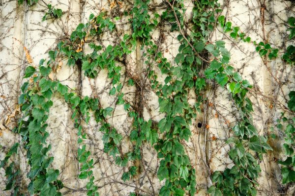 Cost of Vine Removal Service in Kaysville