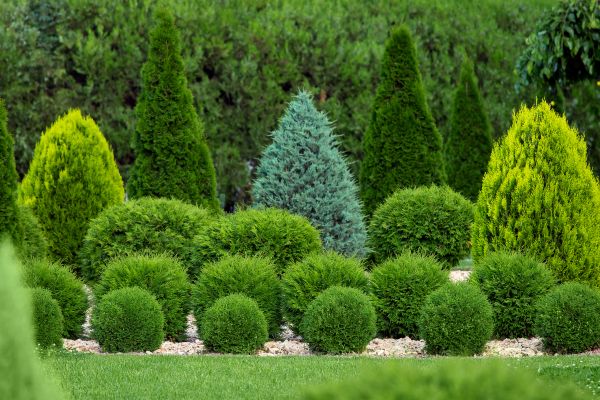 Cost of Shrub Shaping in Kaysville