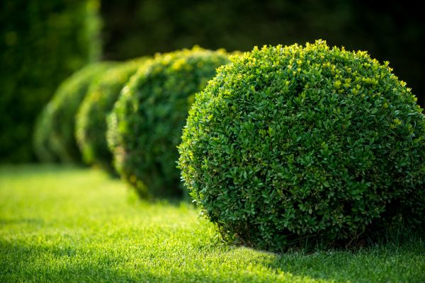 Cost of Bush Pruning in Kaysville