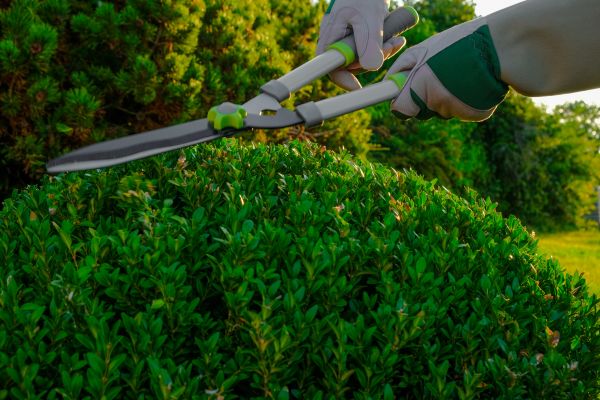 Cost of Topiary Shearing in Kaysville