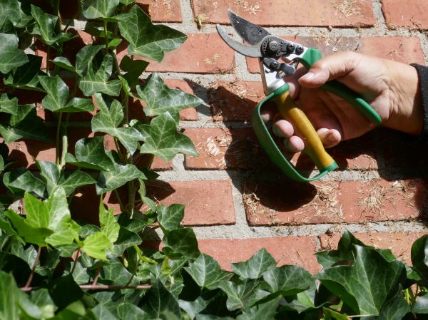 Cost of Ivy Removal Service in Kaysville