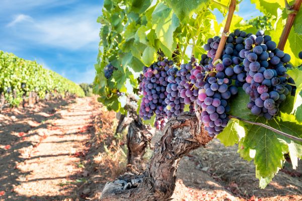Cost of Grapevine Pruning in Kaysville