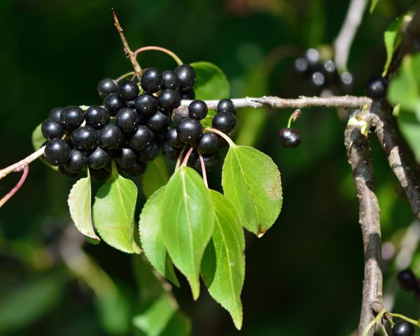 Cost of Buckthorn Removal in Kaysville