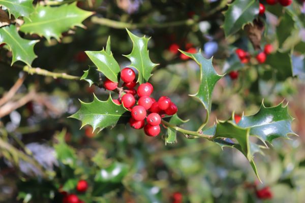 Cost of Holly Tree Trimming in Kaysville