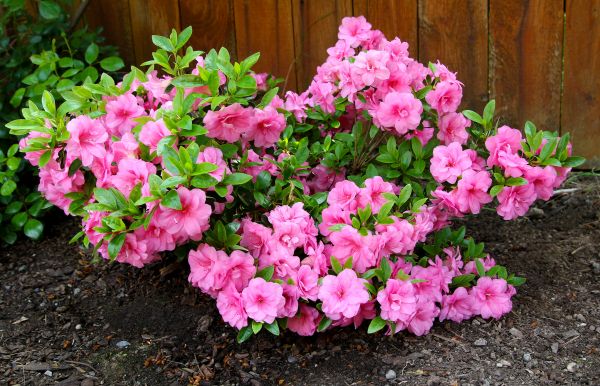 Cost of Azaleas Removal in Kaysville