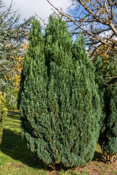 Cost of Juniper Trimming in Kaysville