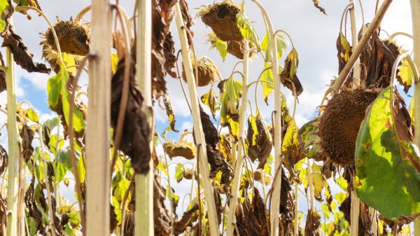 Cost of Dead Plant Removal in Kaysville