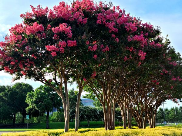 Cost of Crepe Myrtle Pruning in Kaysville