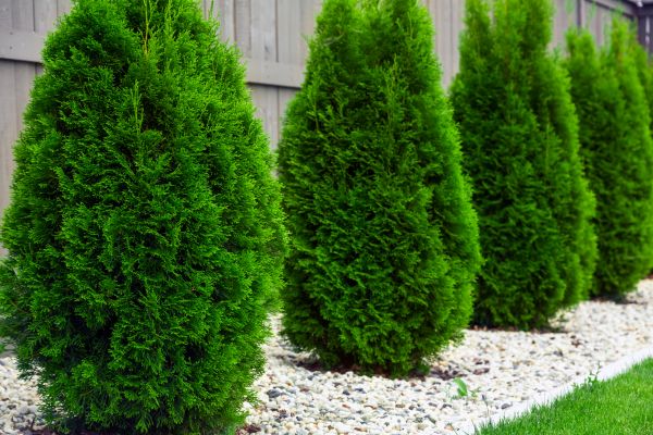 Cost of Arborvitae Pruning in Kaysville