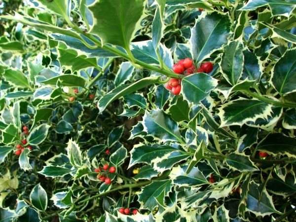 Cost of Holly Bushes Trimming in Kaysville