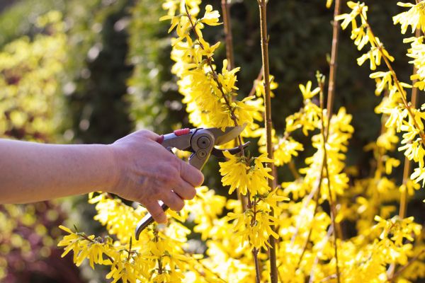 Cost of Forsythia Pruning in Kaysville