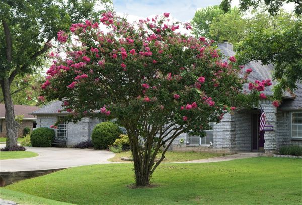 Cost of Crepe Myrtle Trimming in Kaysville