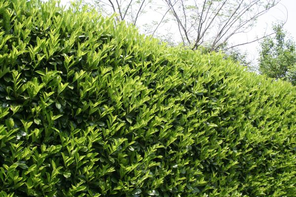 Cost of Laurel Shrub Removal in Kaysville