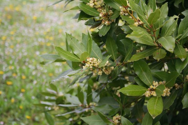 Cost of Laurel Trimming in Kaysville