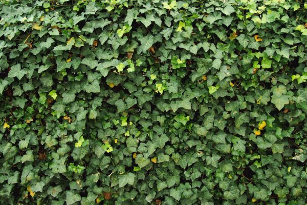 Cost of Ivy Pruning service in Kaysville