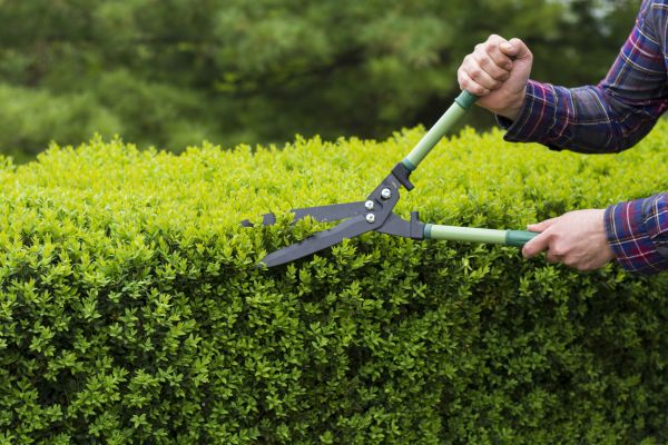 Cost of Evergreen Shrub Pruning in Kaysville