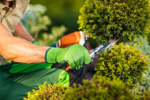 Cost of Landscape Pruning Service in Kaysville
