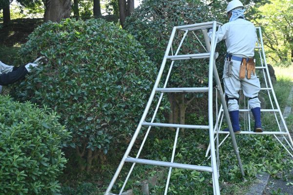Cost of Holly Shaping in Kaysville