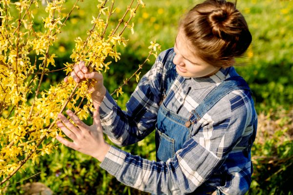Cost of Forsythia Trimming in Kaysville