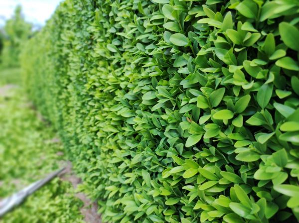 Cost of Boxwood Pruning in Kaysville