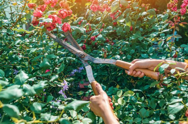 Cost of Knockout Roses Pruning in Kaysville