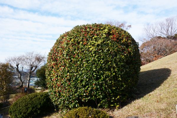 Cost of Holly Shrub Pruning in Kaysville