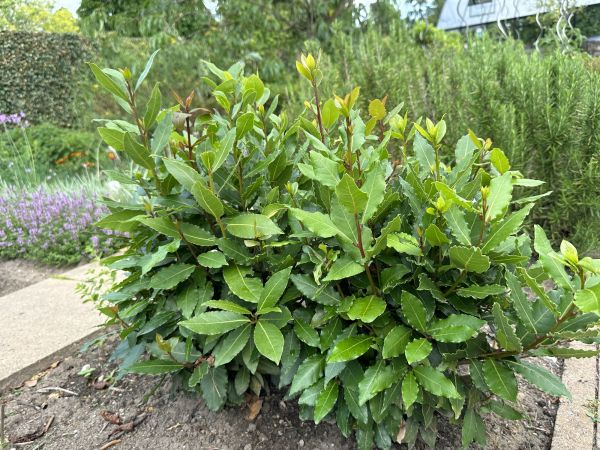 Cost of Laurel Hedge Trimming in Kaysville