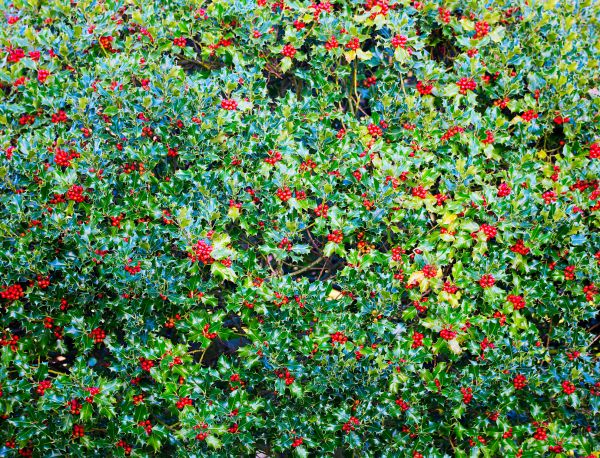 Cost of Holly Bush Removal in Kaysville