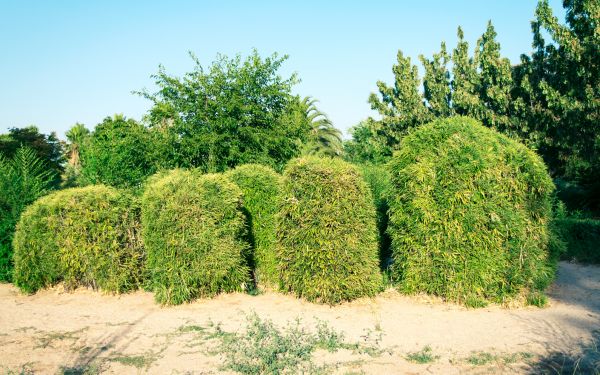 Cost of Bamboo Hedge Removal in Kaysville