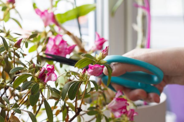 Cost of Azalea Pruning in Kaysville