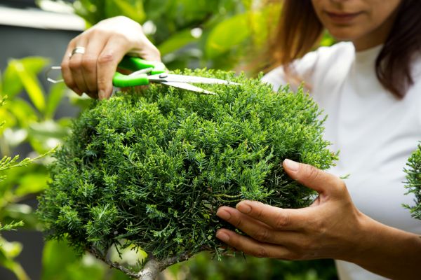 Cost of Juniper Shrub Pruning in Kaysville