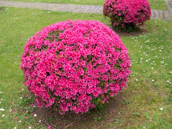 Cost of Rhododendron Pruning in Kaysville