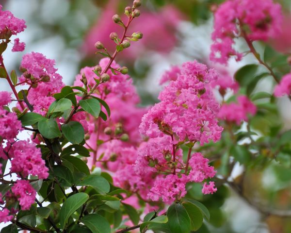 Cost of Crepe Myrtle Removal in Kaysville