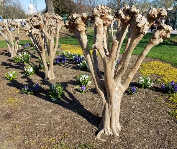 Cost of Myrtle Tree Removal in Kaysville