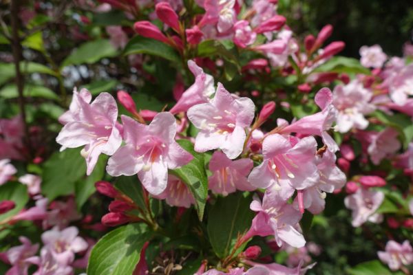 Cost of Weigela Pruning Service in Kaysville