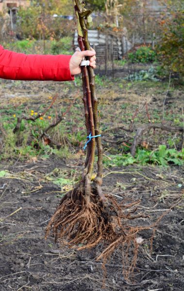 Cost of Shrub Root Removal in Kaysville