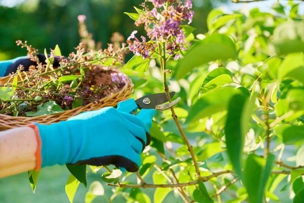 Cost of Lilac Trimming Service in Kaysville