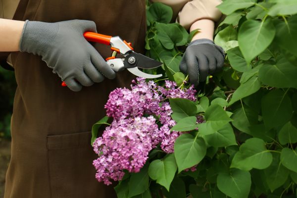 Cost of Lilac Pruning Service in Kaysville