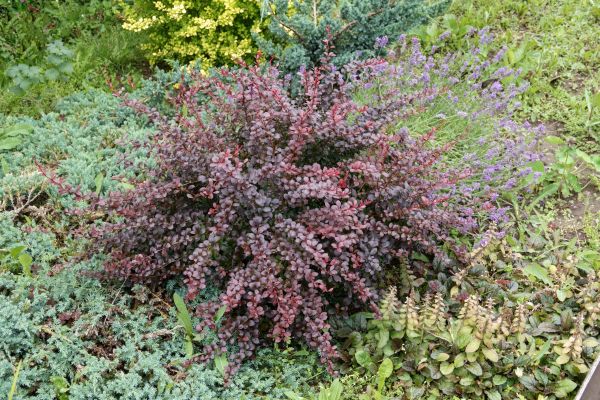 Cost of Japanese Barberry Removal in Kaysville