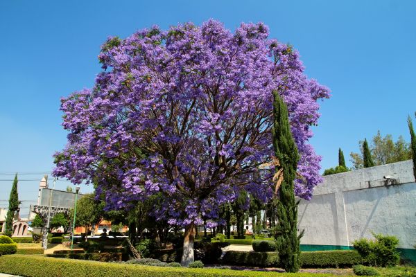 Cost of Jacaranda Pruning in Kaysville