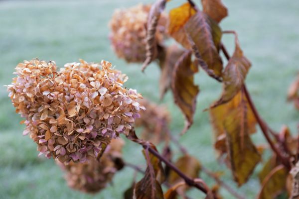 Cost of Hydrangea Removal in Kaysville